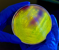 Niepowszechny PiS-katolicyzm (polsko-katolickie PiS)